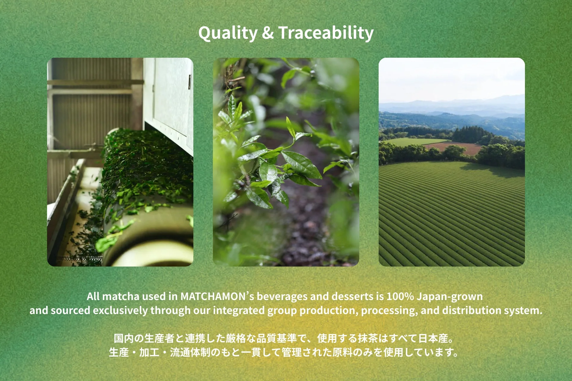 抹茶の品質とトレーサビリティ、茶畑