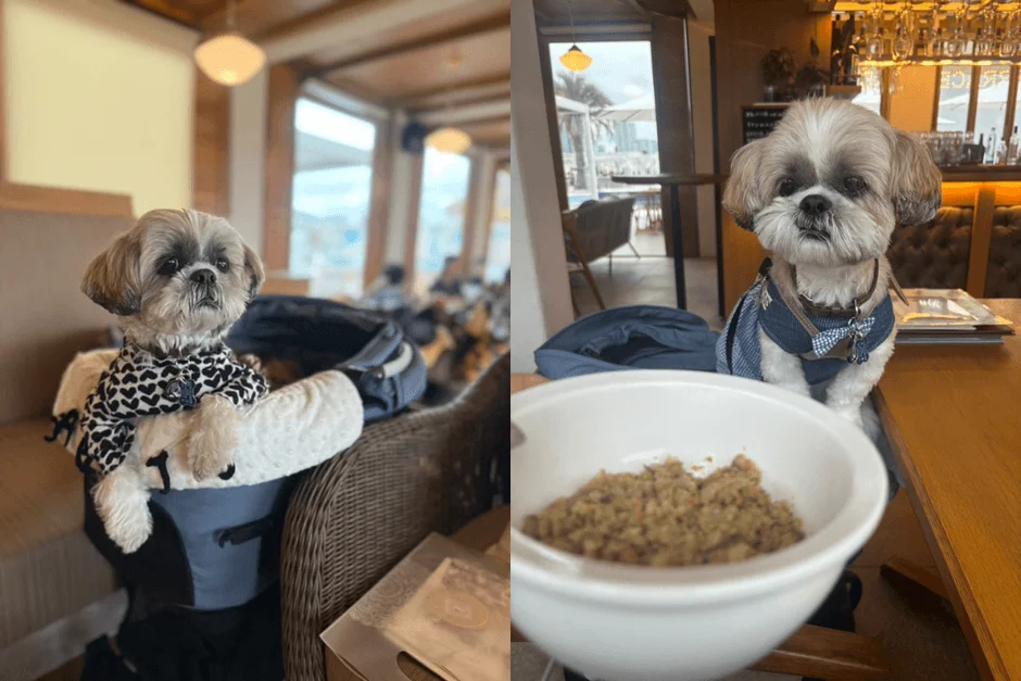 シーズーと食事