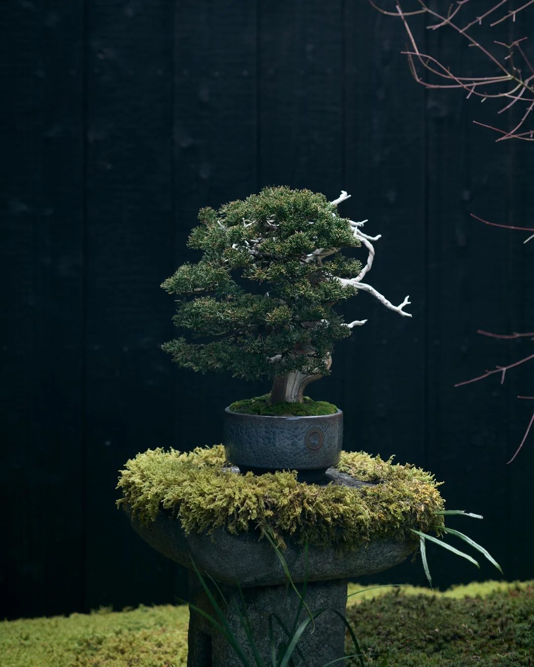 苔むした石の台座に置かれた美しい盆栽