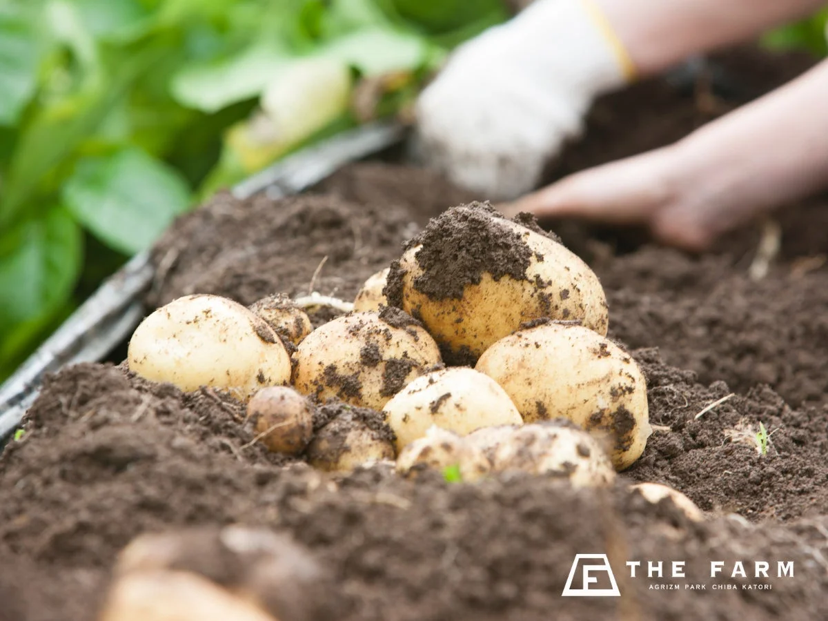 じゃがいも、収穫、土