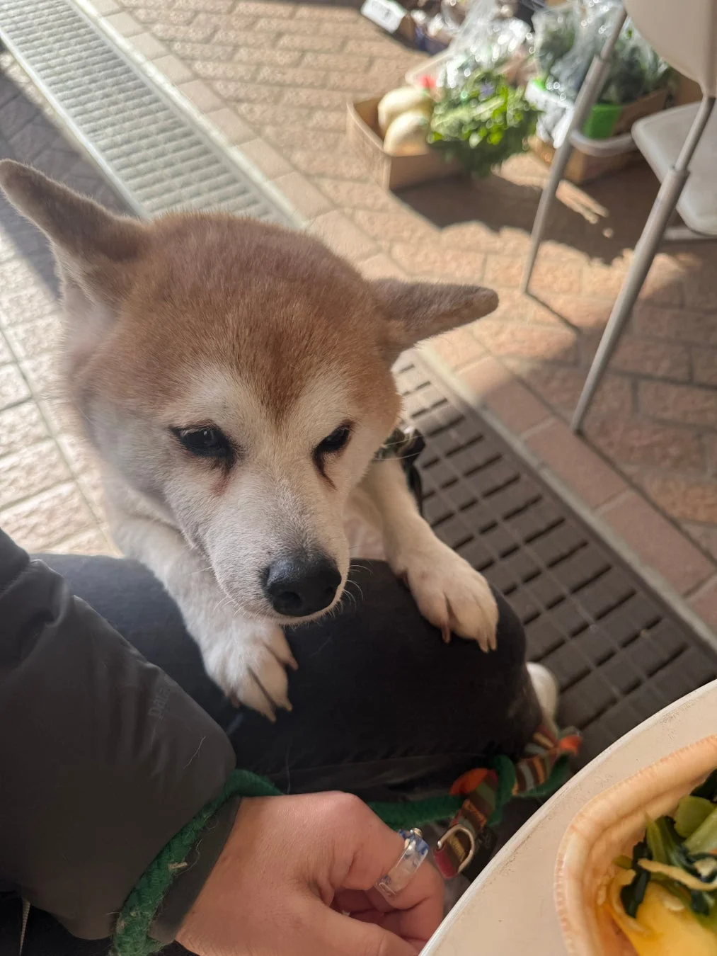 屋外で飼い主の膝の上に前足を置いて座っている柴犬