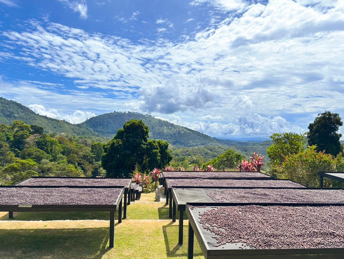 コーヒー豆が乾燥されている様子