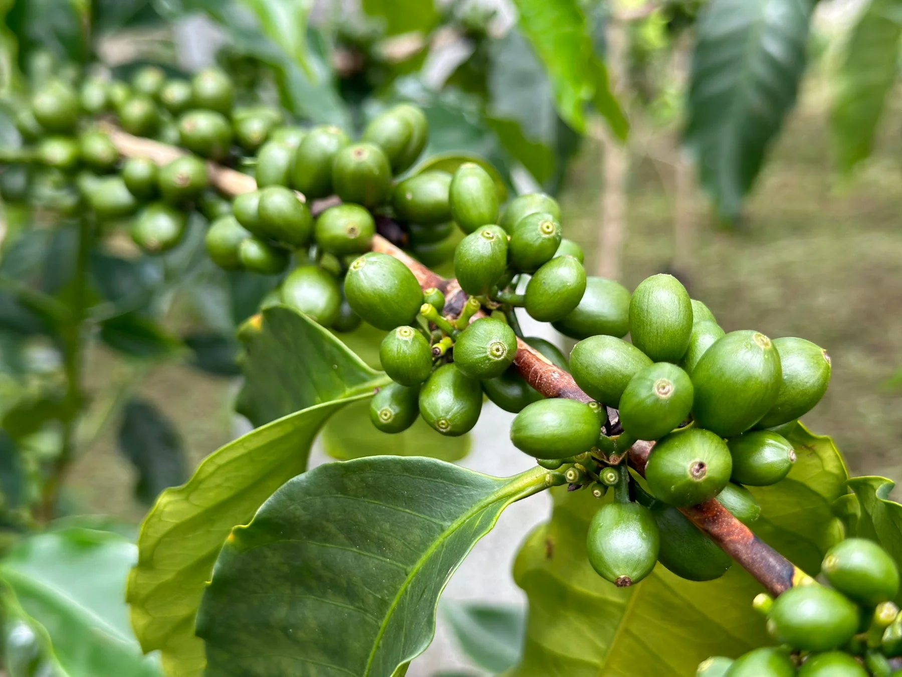 コーヒーチェリー