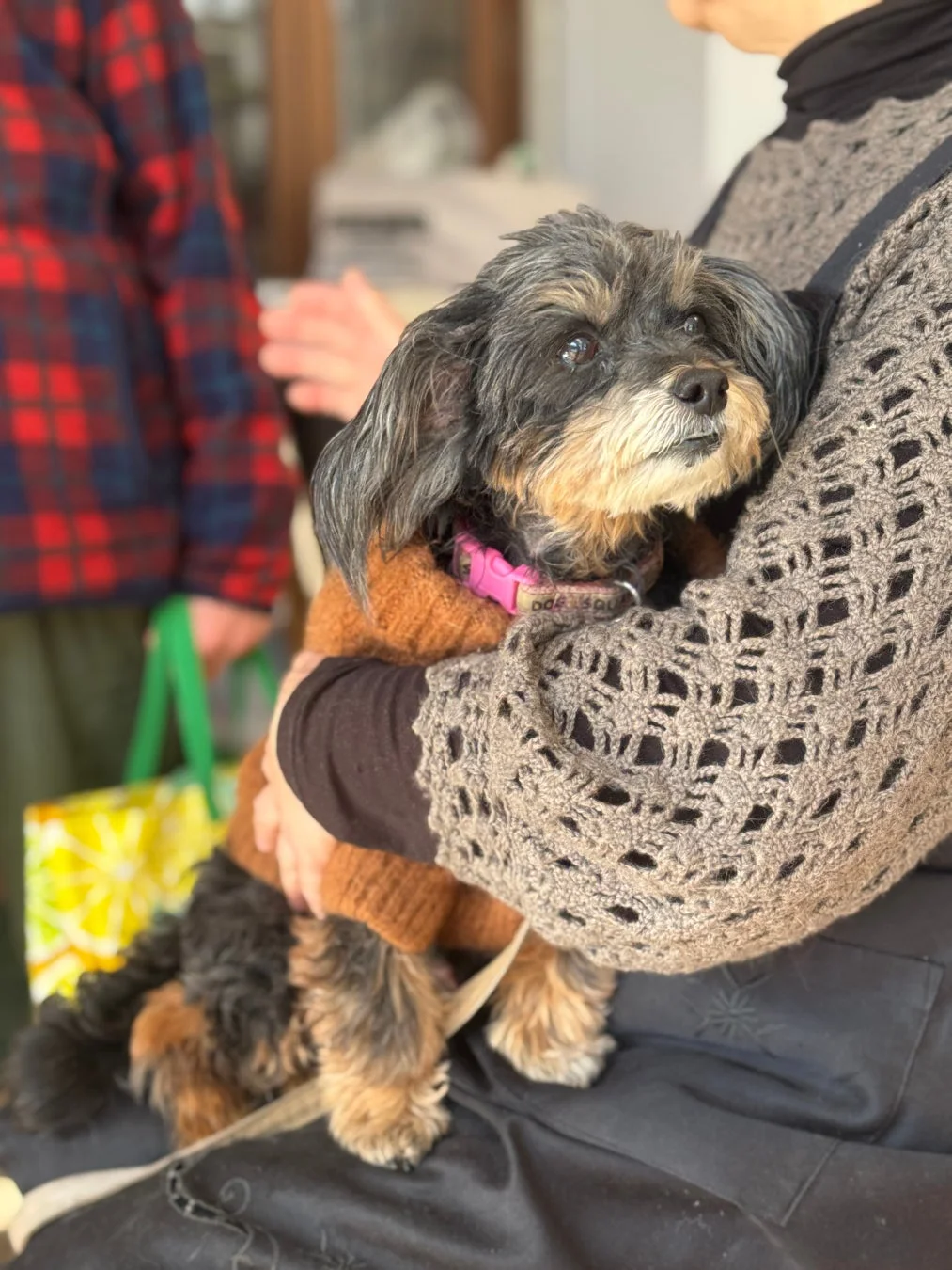 人に抱きかかえられた小型犬