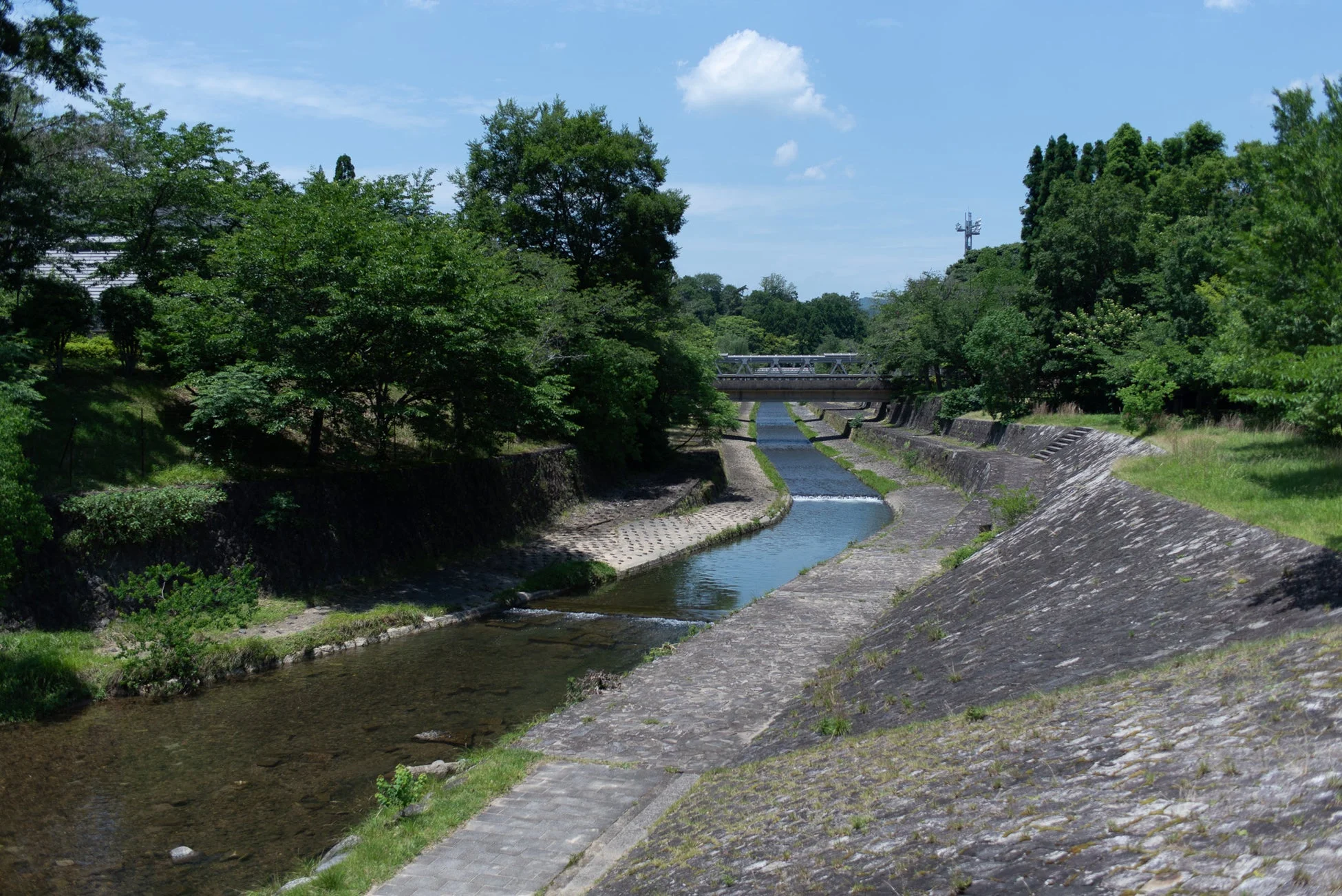 緑豊かな川辺の風景