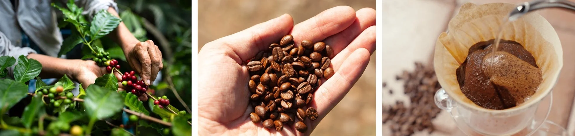 コーヒーの生産工程