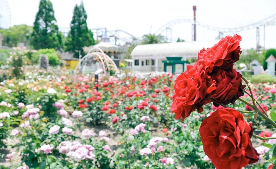 ローズガーデンとアトラクション