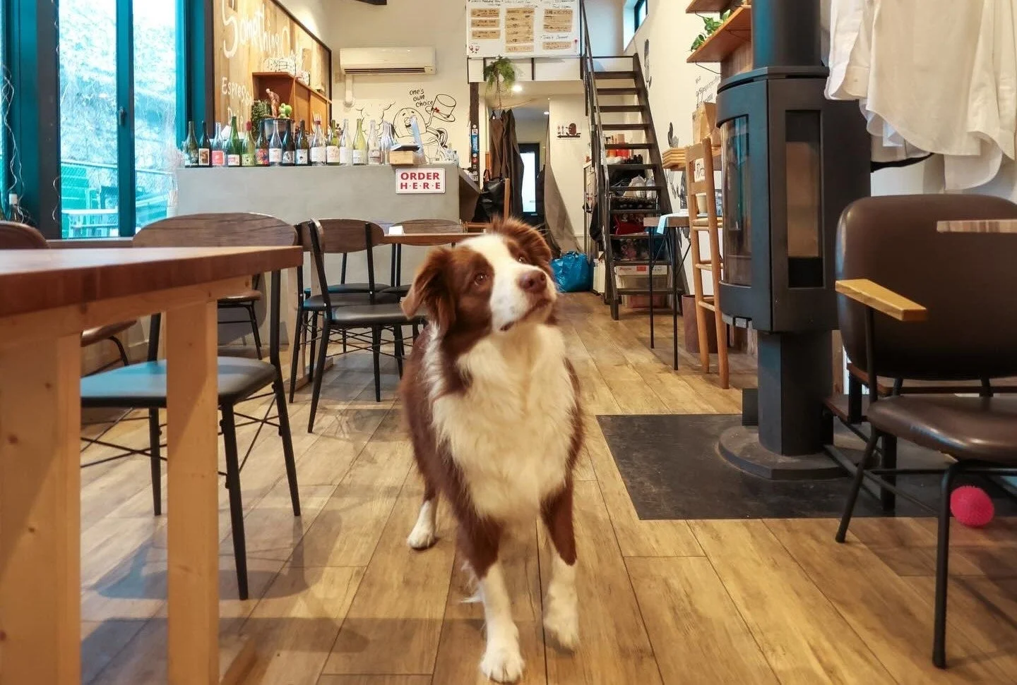 カフェでくつろぐ犬