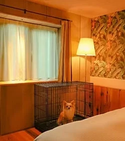 暖かい光が差し込む部屋の窓辺に、金属製のケージと小さなチワワがいます。