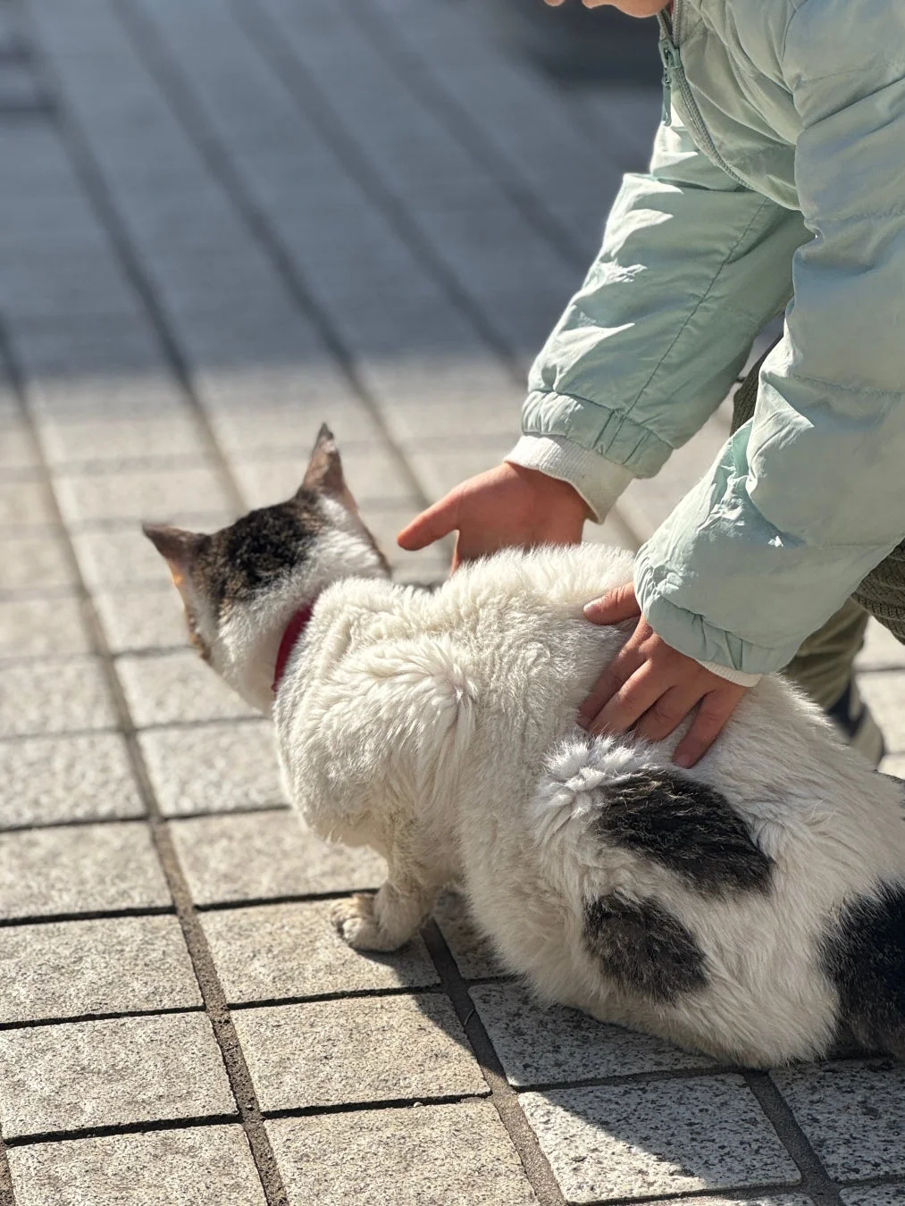 日当たりの良い屋外で、子供が猫を優しく撫でている様子