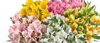 長野県産アルストロメリアの花束