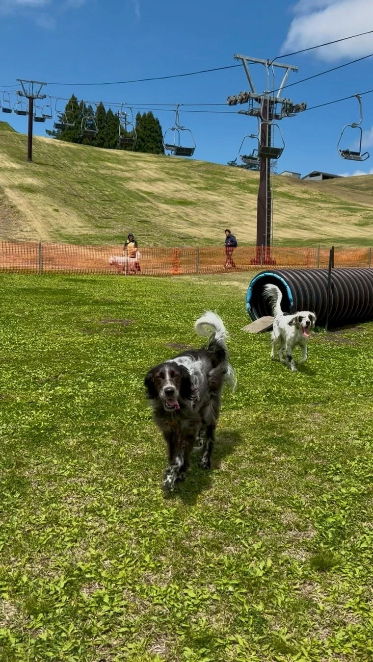 犬、ドッグラン、スキーリフト