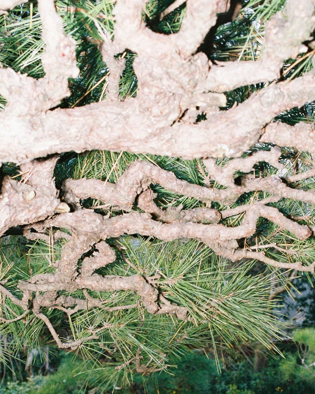 力強い松の木の枝