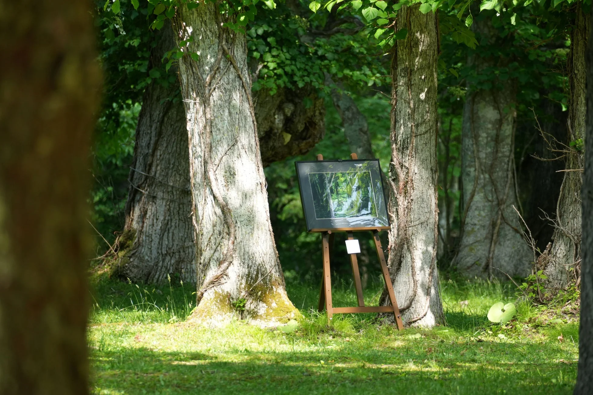 緑豊かな森の中で、木々の間にイーゼルに立てられた額入りの写真が展示されています。木漏れ日が芝生に降り注ぎ、穏やかな雰囲気を醸し出しています。