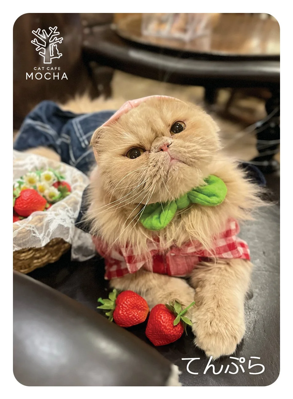 チェック柄シャツと蝶ネクタイの猫