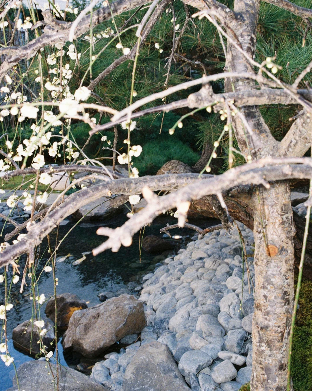 水辺の白い花と岩の風景