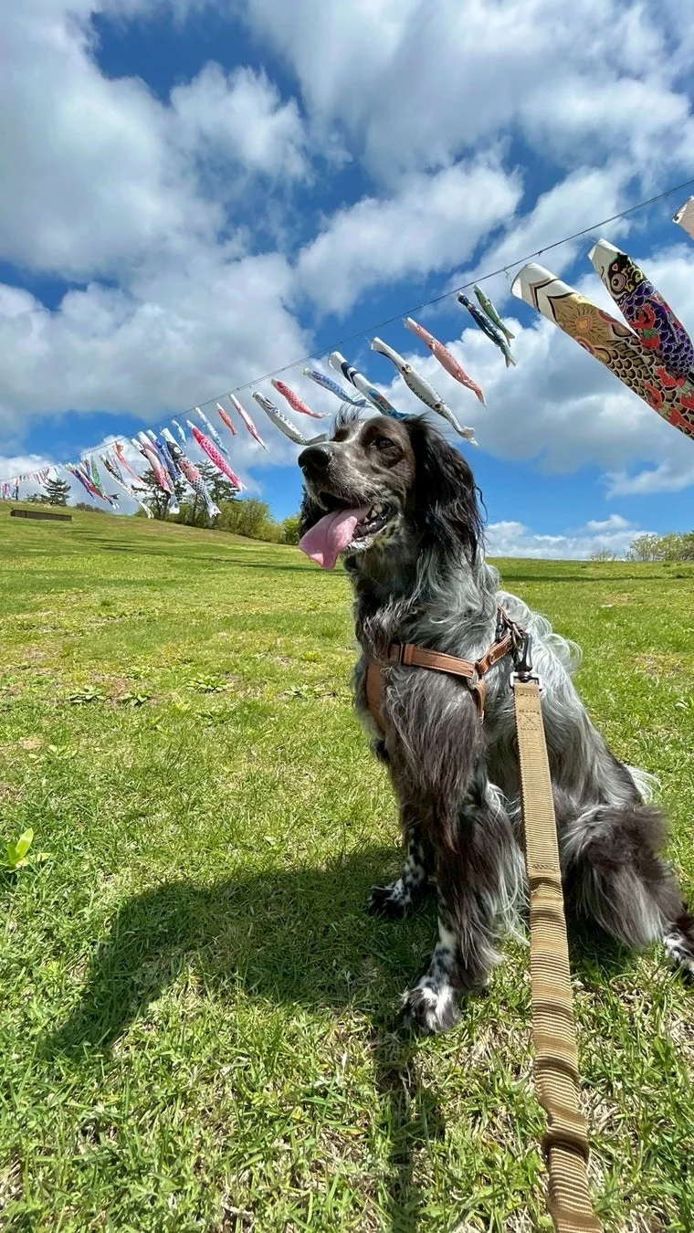 犬と鯉のぼり、青空、芝生