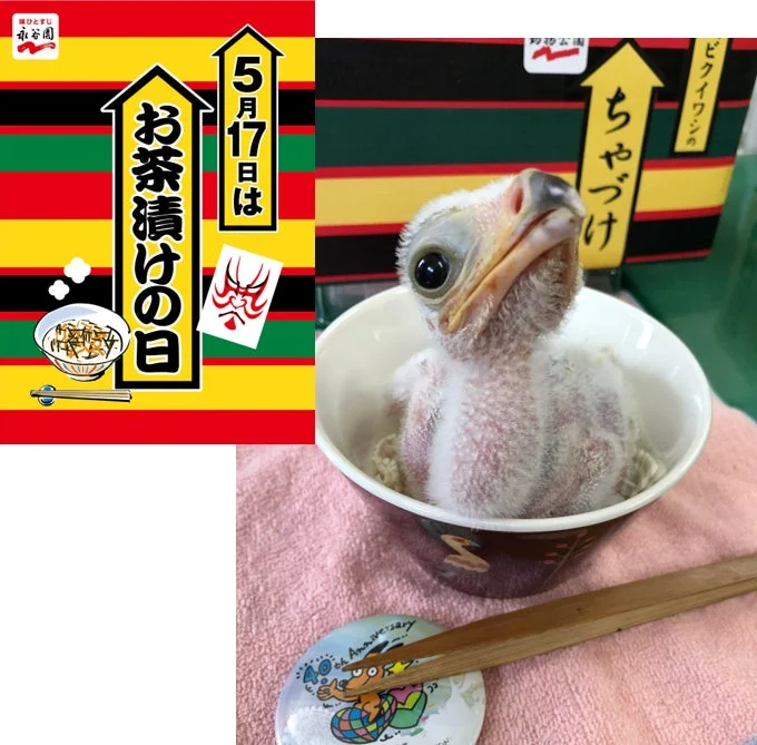 お茶漬けの日とひな鳥