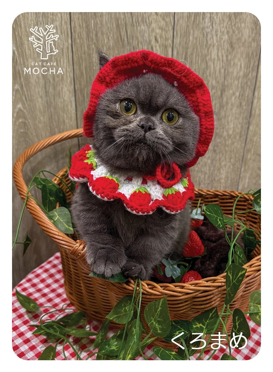 いちご帽子をかぶった黒っぽい子猫