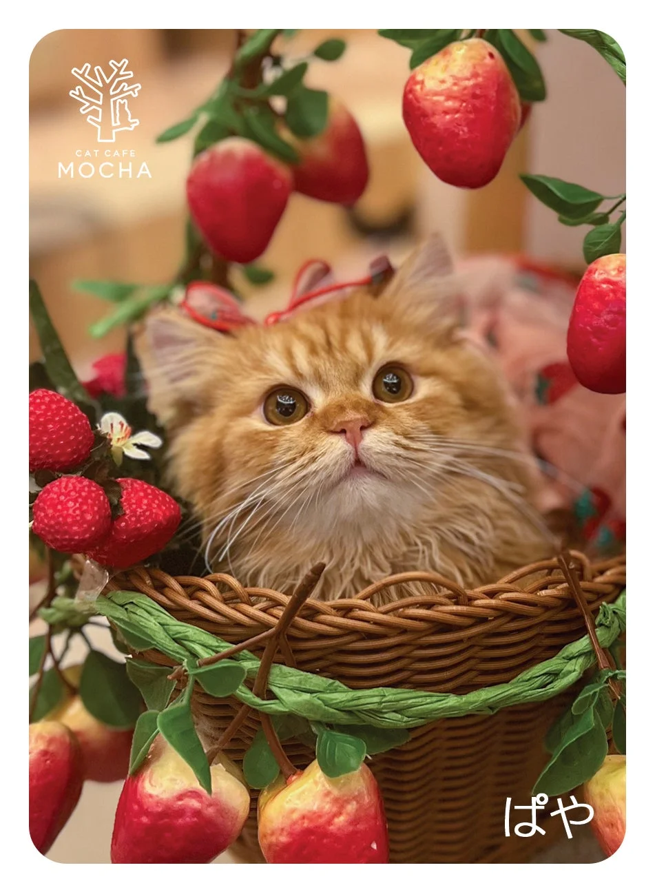 いちごに囲まれた茶トラの子猫