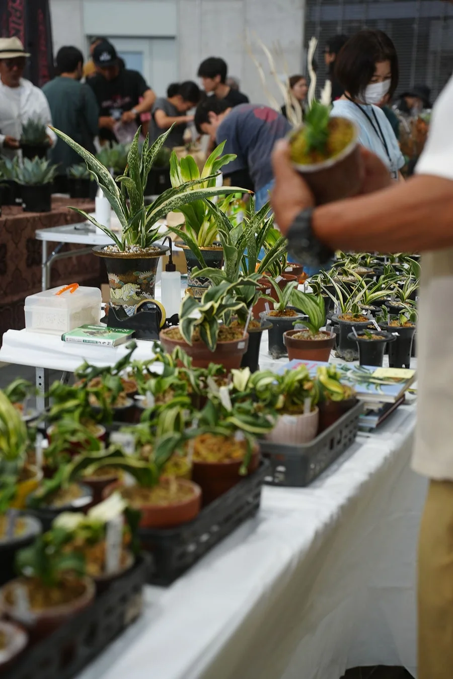 屋内で開催されている植物のイベントや市場の様子