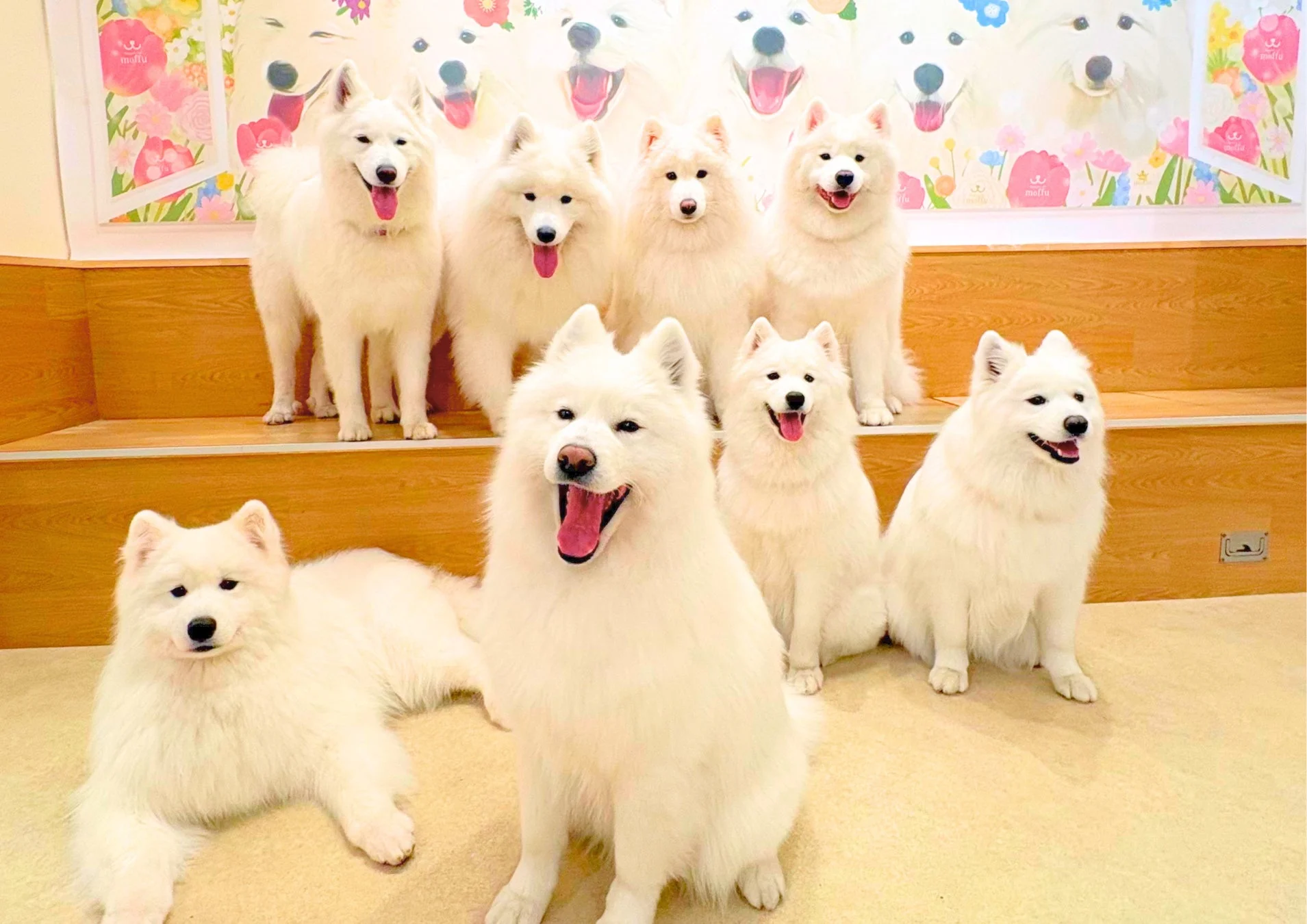 複数のサモエド犬たちが集まる様子