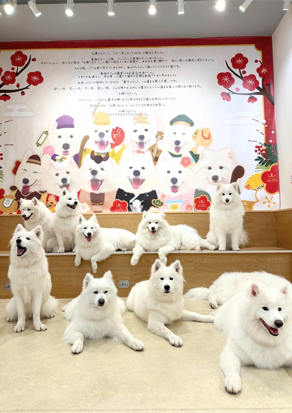 たくさんのサモエド犬が集まるカフェの様子