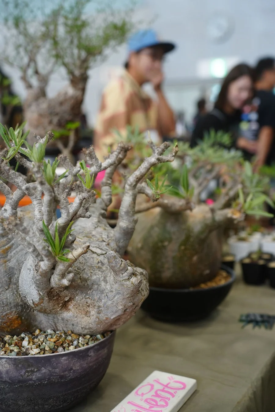 ユニークな塊根植物や多肉植物が展示されている屋内のイベント風景