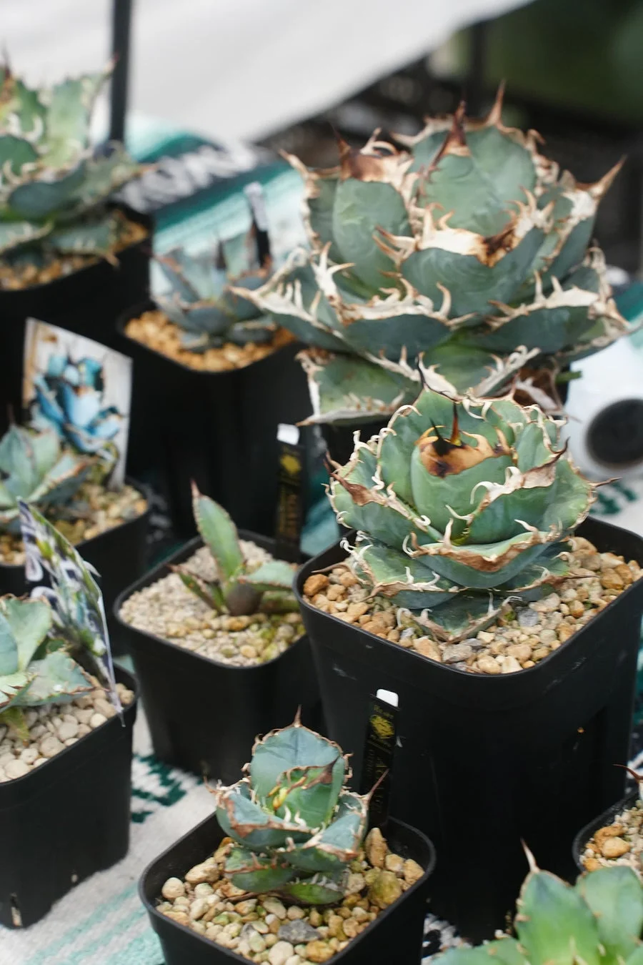 アガベなどの多肉植物が、黒い鉢に植えられて多数並べられています