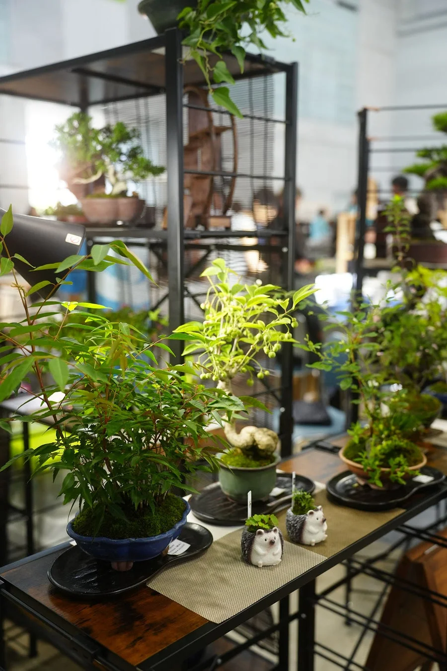 様々な盆栽やミニチュア植物が棚やテーブルに美しく並べられています