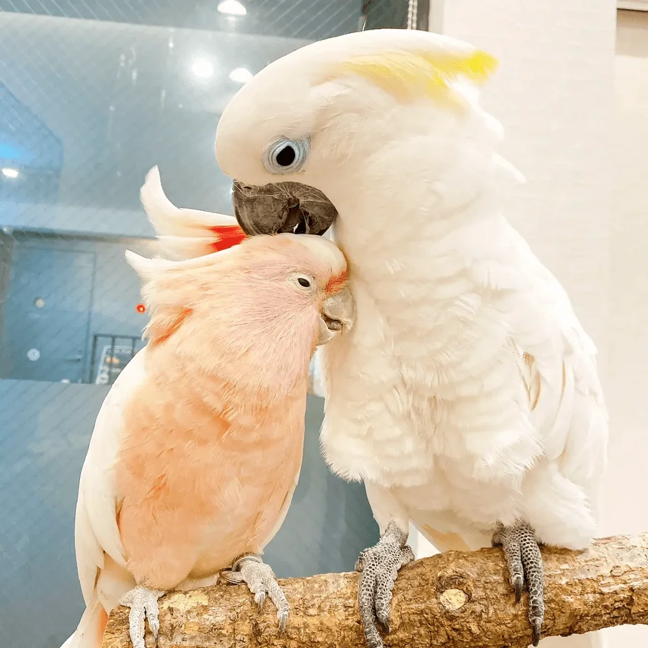 カフェでくつろぐオウムとインコ