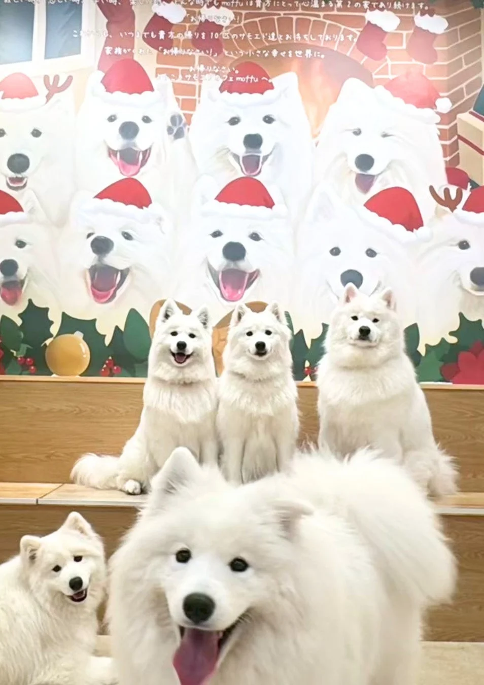 クリスマス装飾が施されたサモエドカフェ