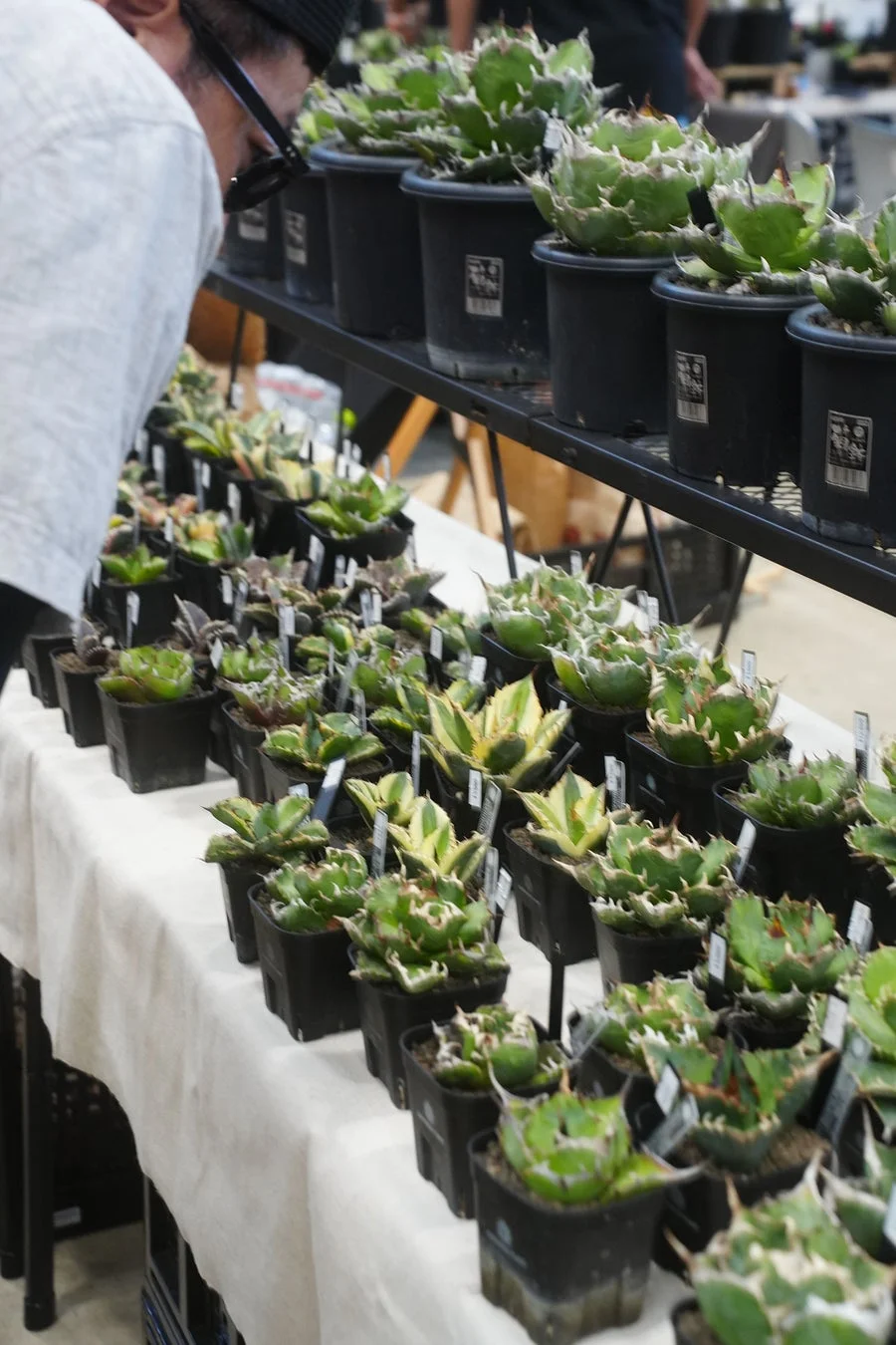 植物イベントで、一人の人物が多数の多肉植物（アガベと思われる）が並べられたテーブルを熱心に観察している様子