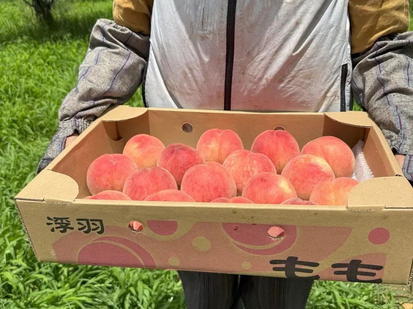 「明果園」の桃