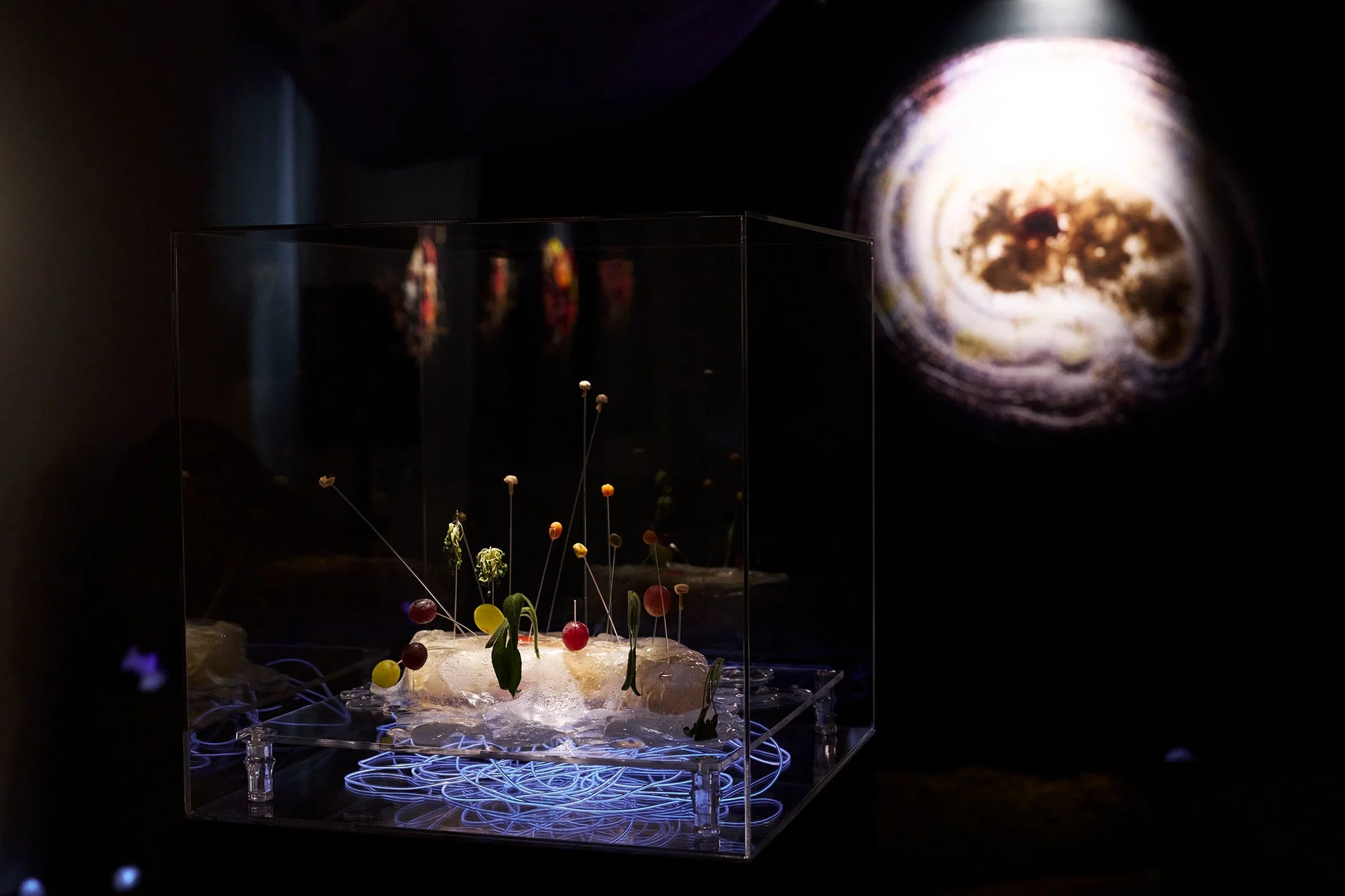 透明なケースの中に植物や果物のようなオブジェが配置され、青く光るワイヤーが絡む展示風景