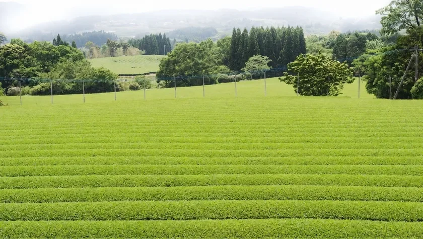 茶畑