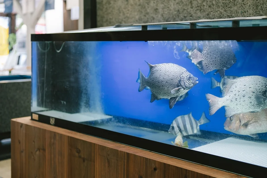 青い背景の水槽で、大小様々な種類の魚たちが泳いでいる様子