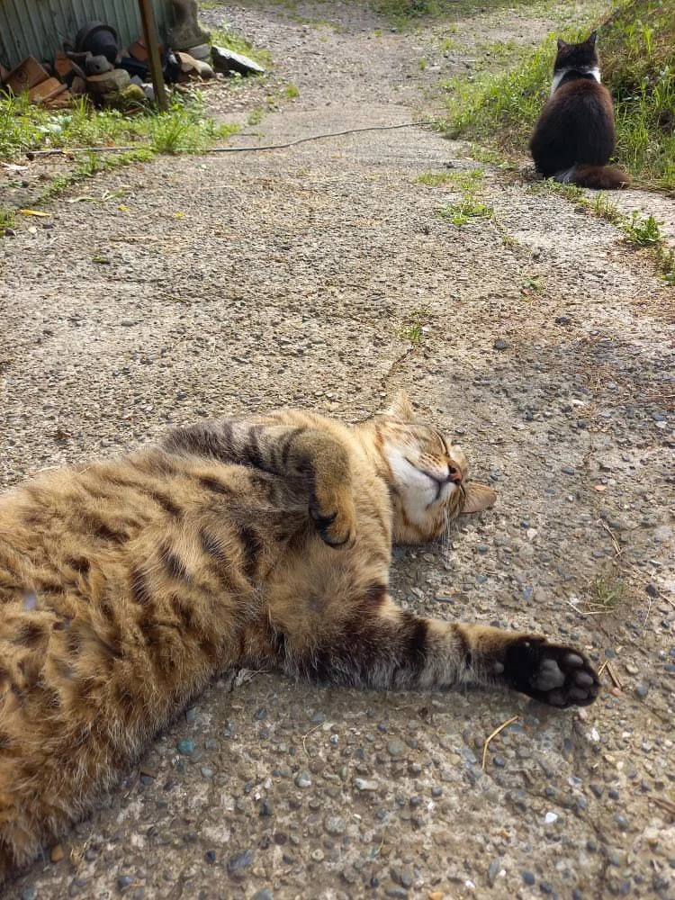 トラ猫、日向ぼっこ