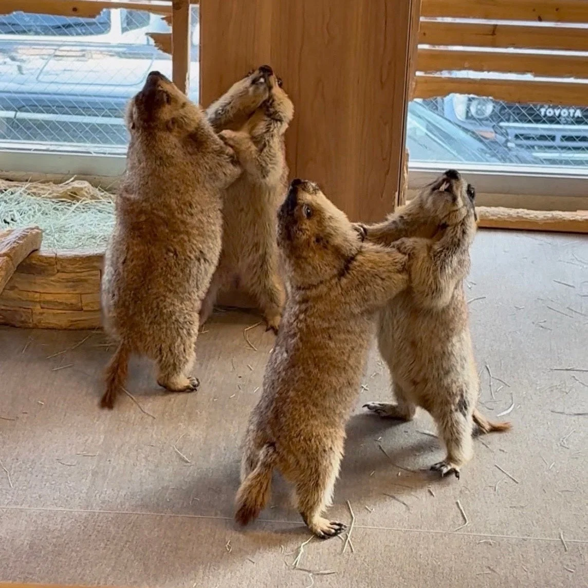 じゃれ合うマーモットたち