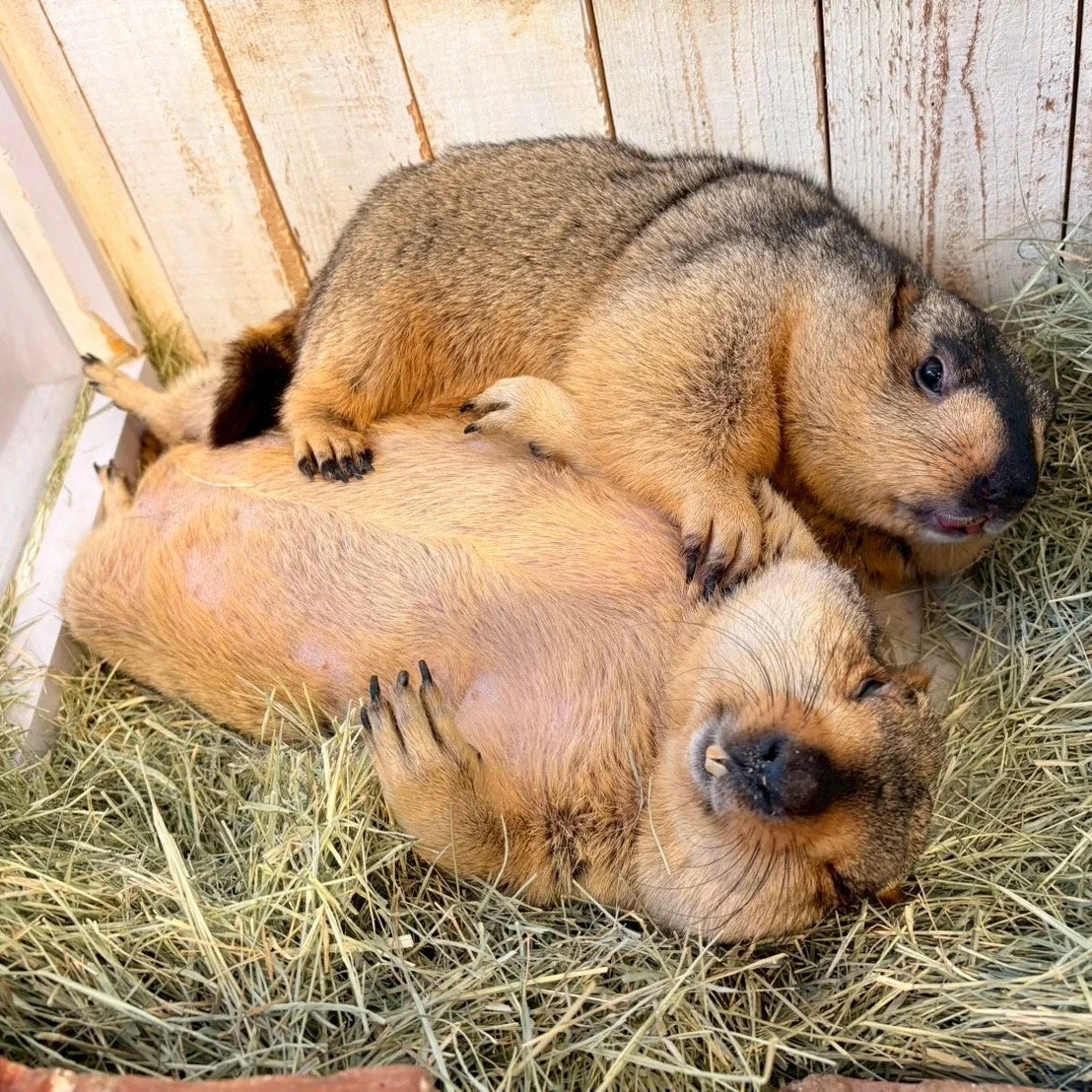 寄り添って眠るマーモットたち