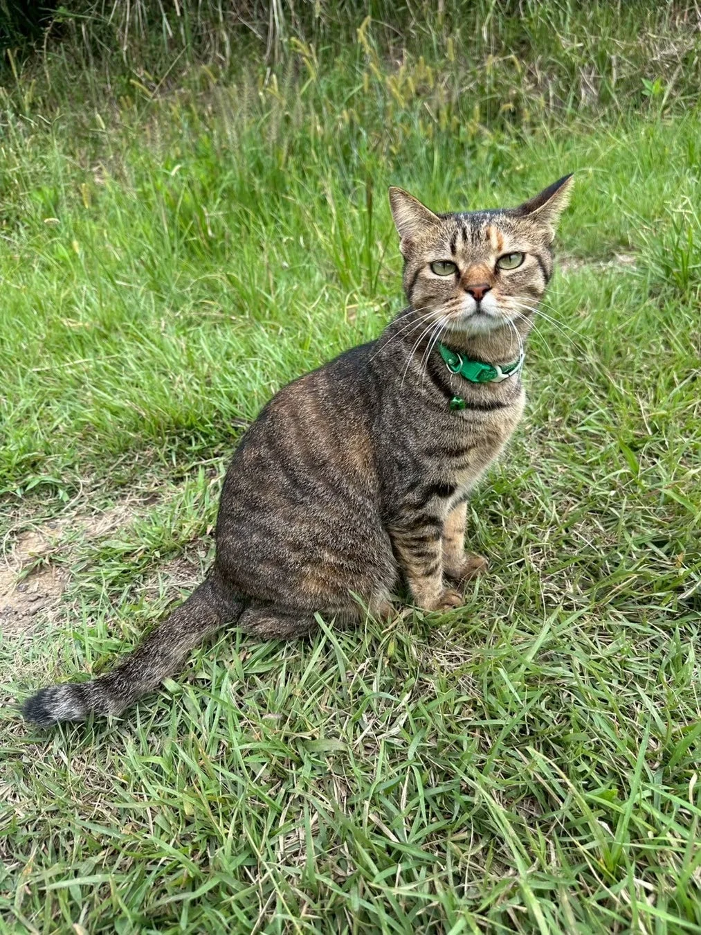 キジトラ猫