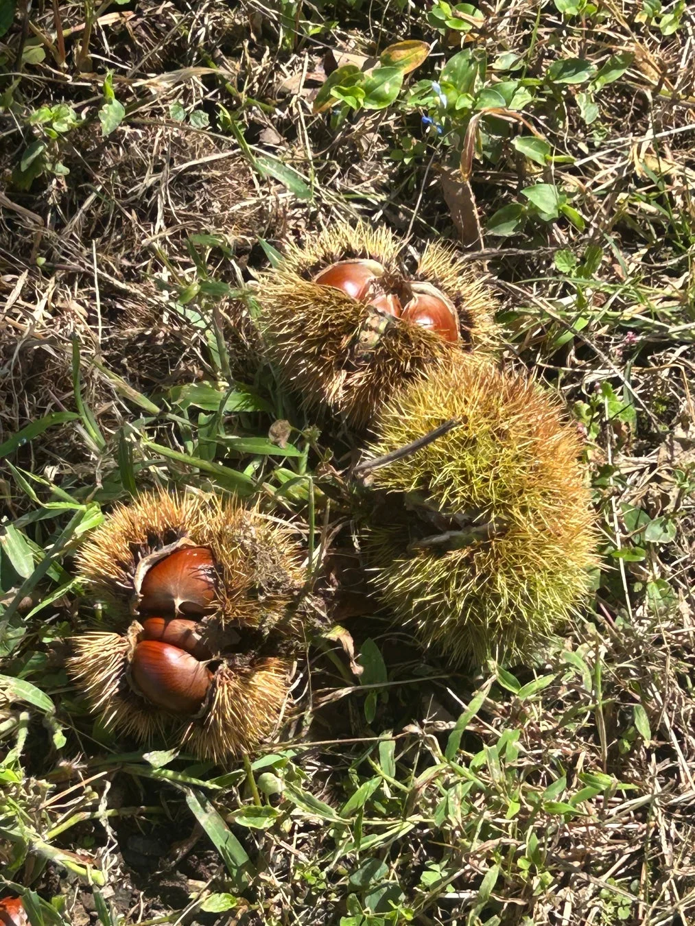 栗