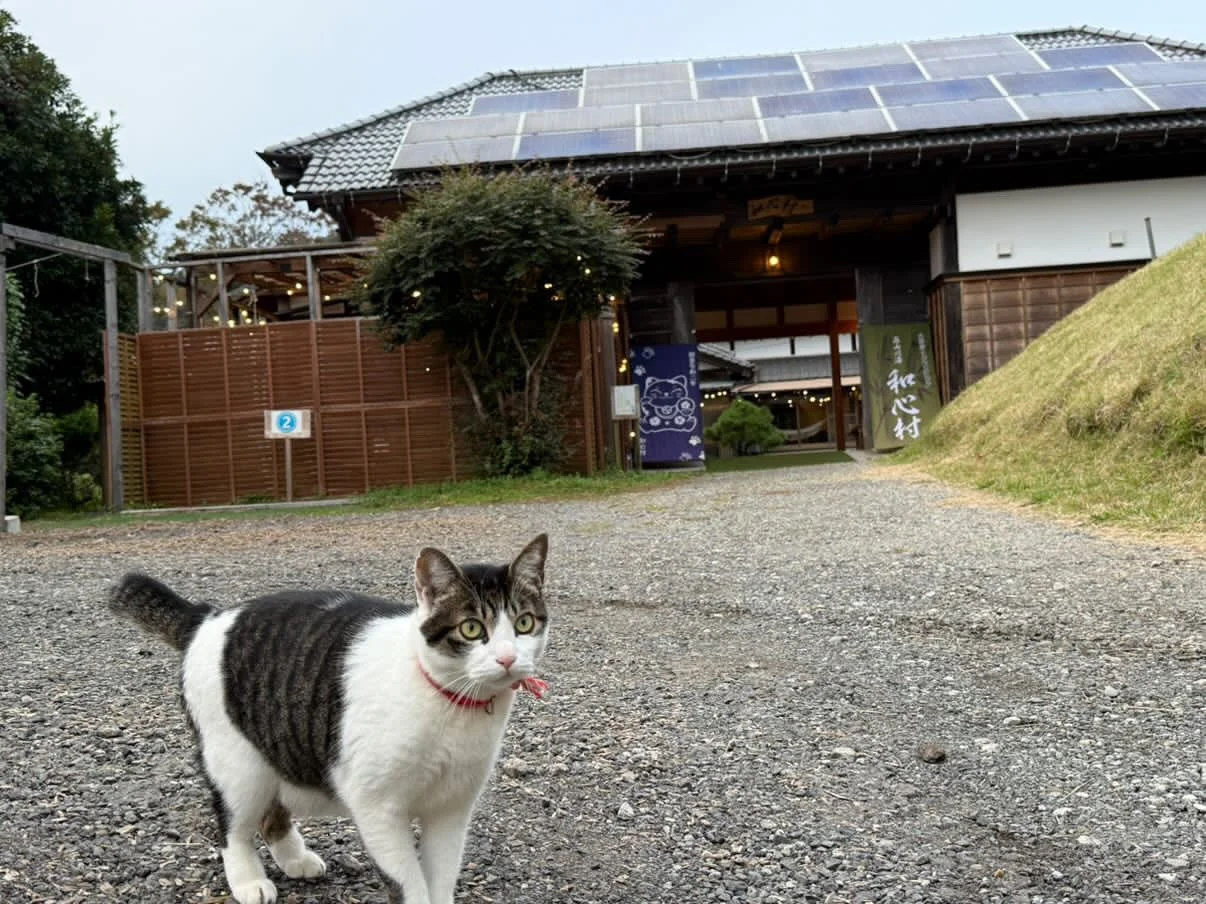 猫と和心村の建物