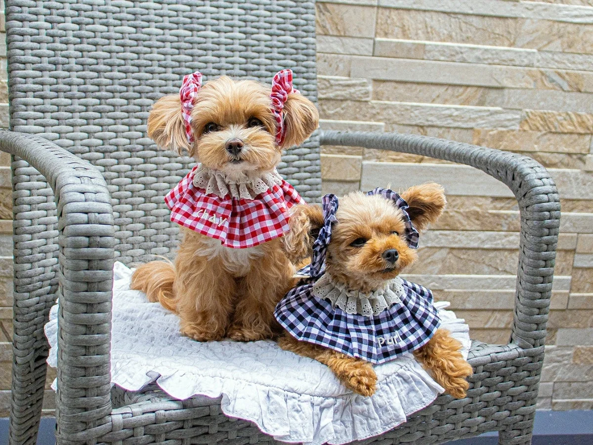 椅子に座る可愛い小型犬