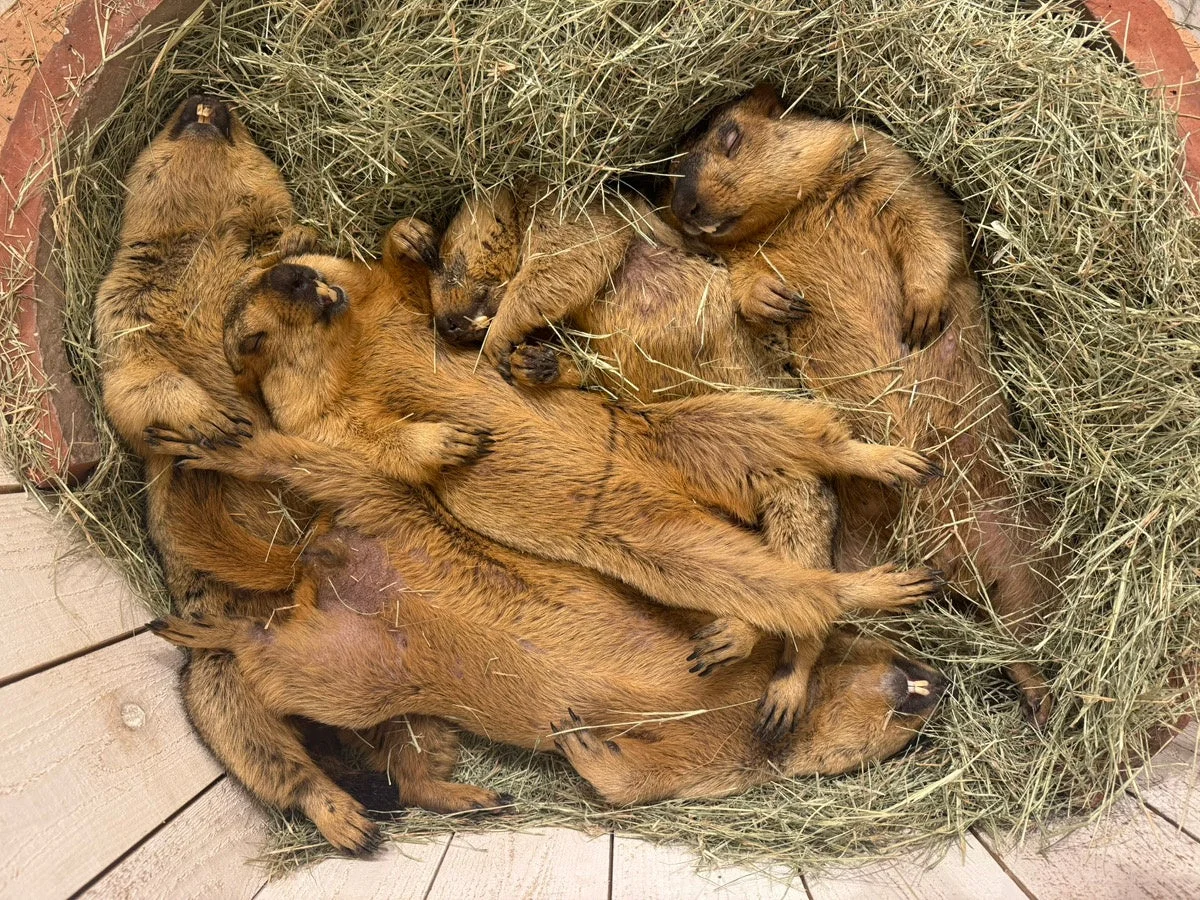 干し草の中で眠るマーモットたち