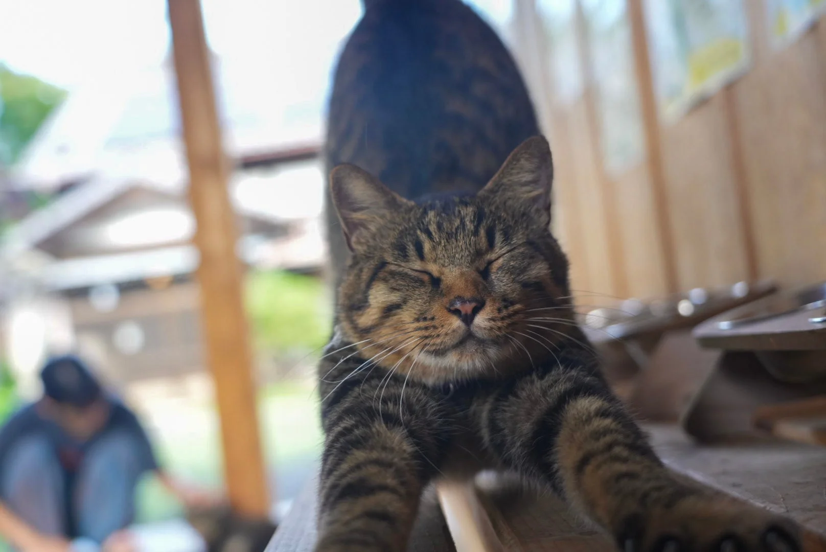 キジトラ猫、伸び