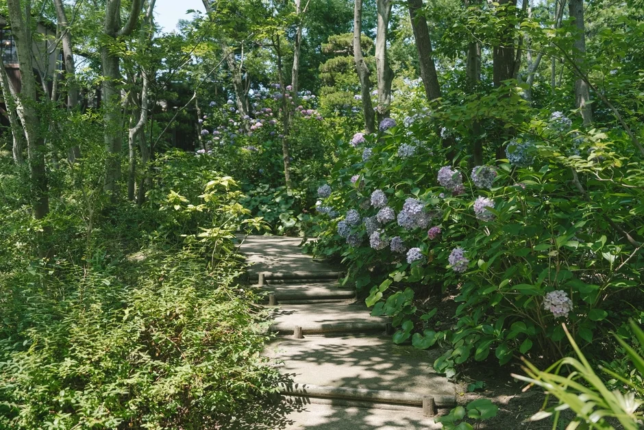 紫陽花の小道