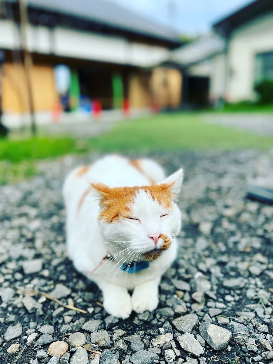 猫、砂利道