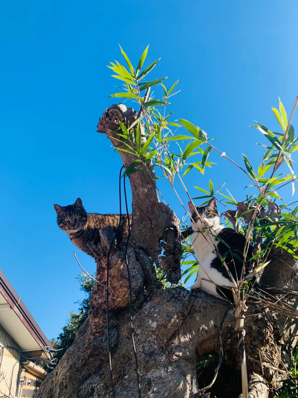木の上に猫