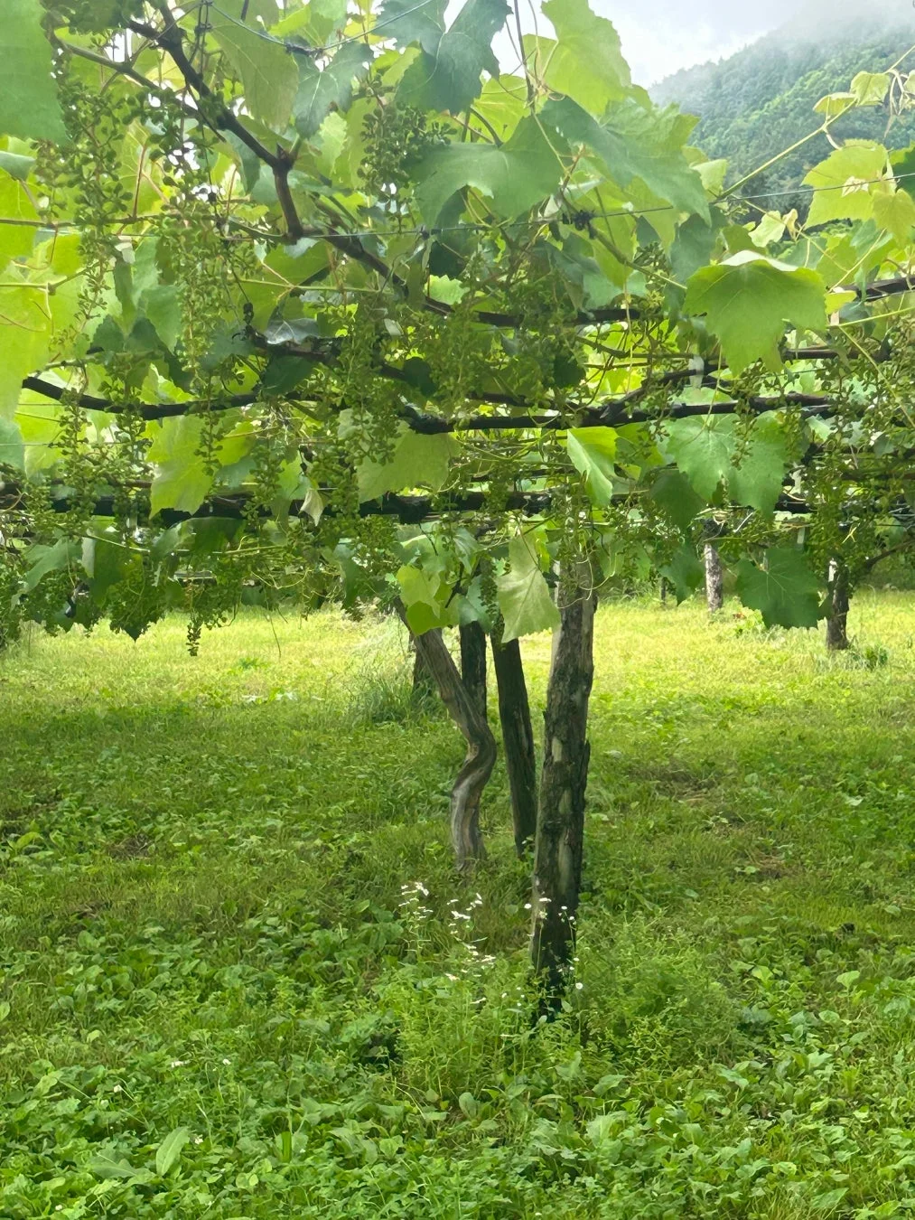 ブドウ畑